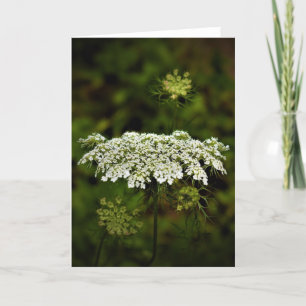 Queen Anne's Lace, tarjeta