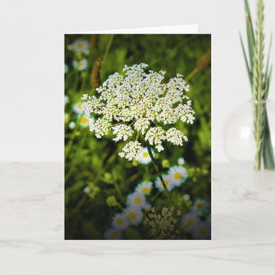 Queen Anne's Lace, tarjeta