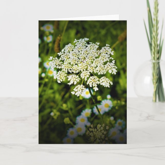 Queen Anne's Lace, tarjeta (Anverso)