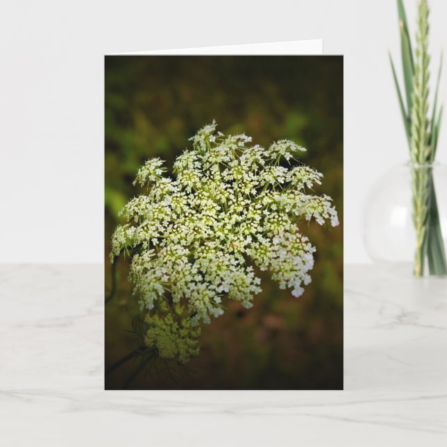 Queen Anne's Lace, tarjeta (Anverso)