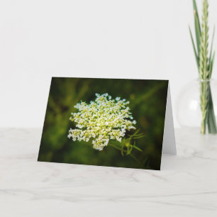 Queen Anne's Lace, tarjeta