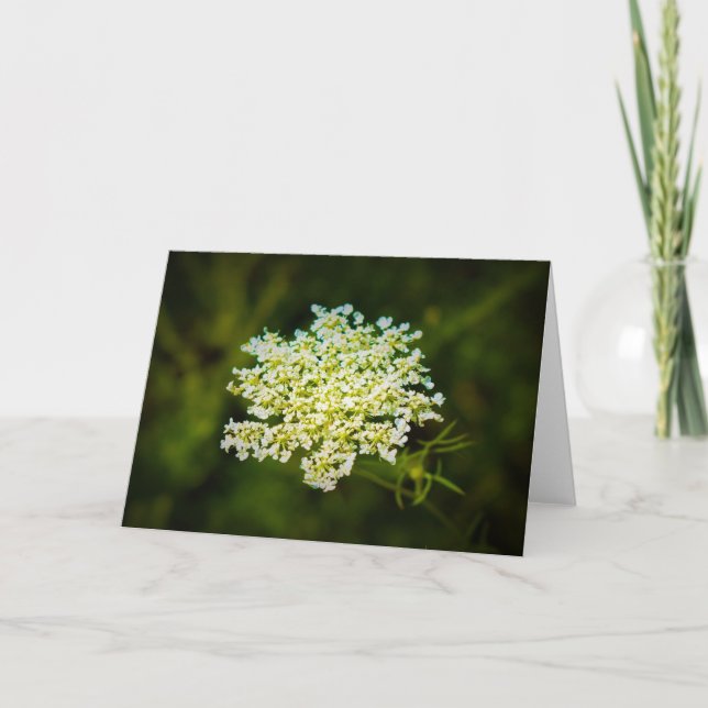 Queen Anne's Lace, tarjeta (Anverso)
