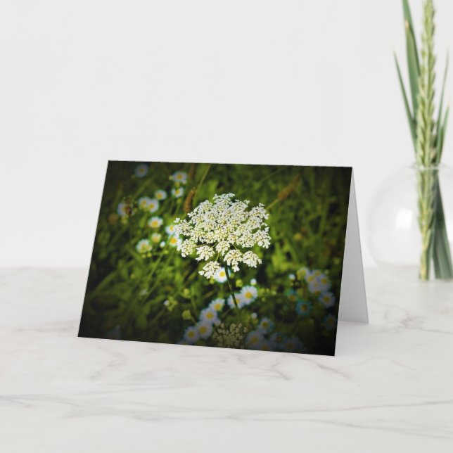 Queen Anne's Lace, tarjeta (Anverso)