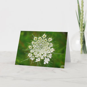 Queen Anne's Lace, tarjeta