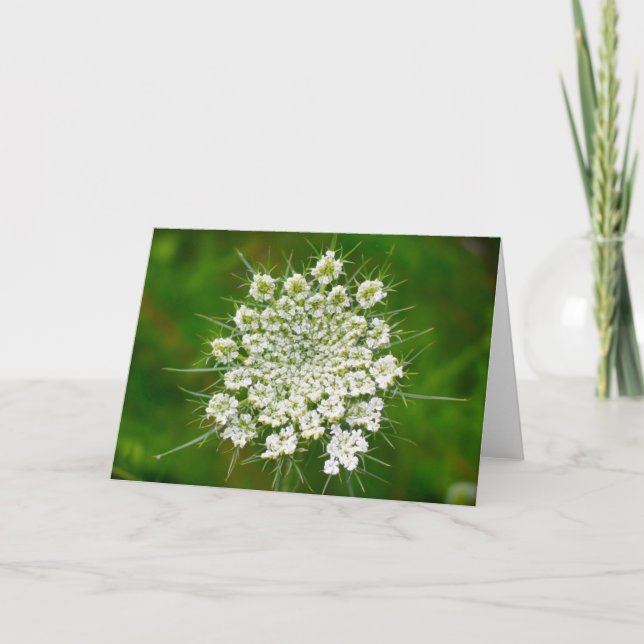 Queen Anne's Lace, tarjeta (Anverso)