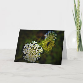 Queen Anne's Lace, tarjeta