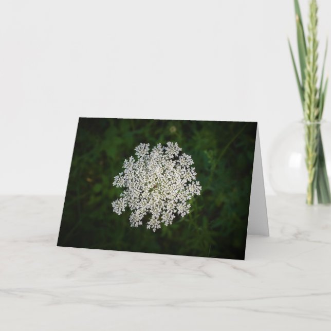 Queen Anne's Lace, tarjeta (Anverso)