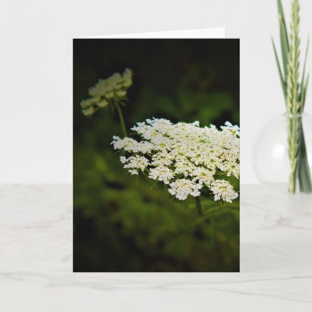 Queen Anne's Lace, tarjeta (Anverso)