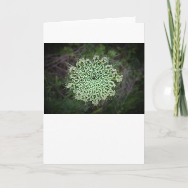 Queen Anne's Lace, tarjeta (Anverso)