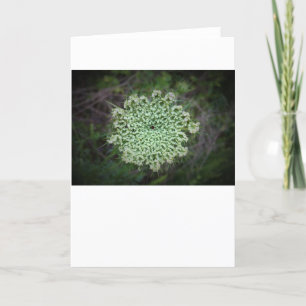Queen Anne's Lace, tarjeta