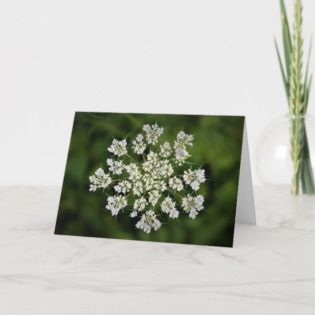 Queen Anne's Lace, tarjeta (Anverso)
