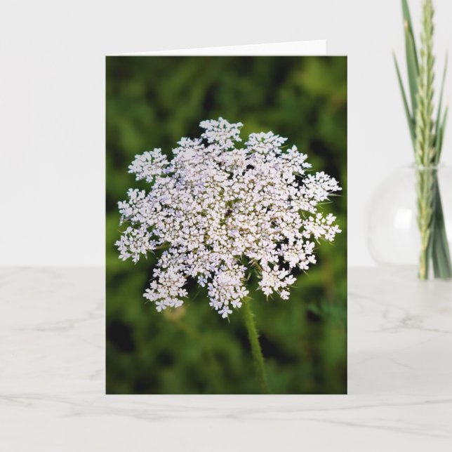 Queen Anne's Lace, tarjeta (Anverso)