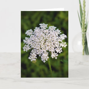 Queen Anne's Lace, tarjeta