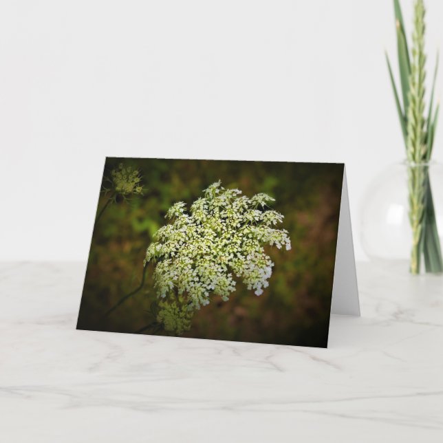 Queen Anne's Lace, tarjeta (Anverso)