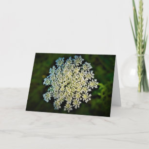 Queen Anne's Lace, tarjeta