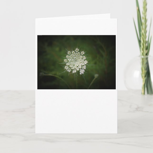 Queen Anne's Lace, tarjeta (Anverso)