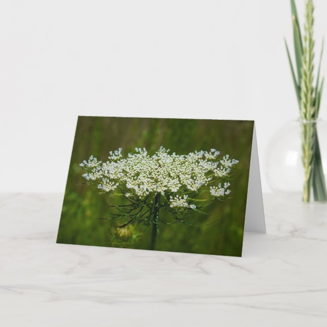 Queen Anne's Lace, tarjeta (Anverso)