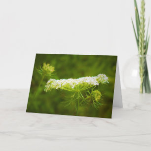 Queen Anne's Lace, tarjeta