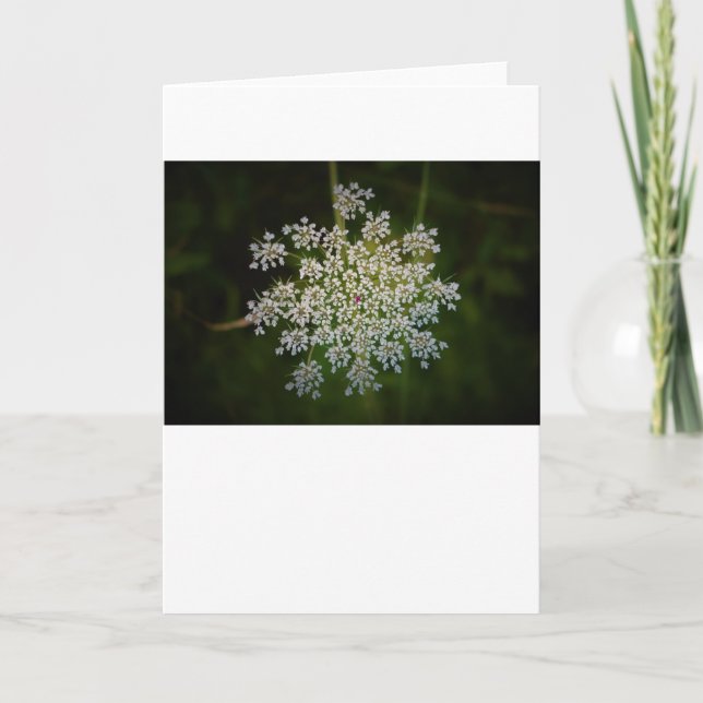 Queen Anne's Lace, tarjeta (Anverso)