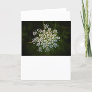 Queen Anne's Lace, tarjeta