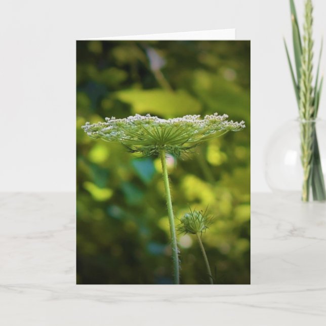 Queen Anne's Lace, tarjeta (Anverso)