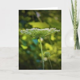 Queen Anne's Lace, tarjeta