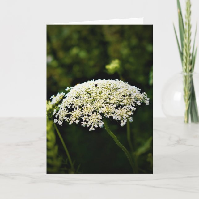 Queen Anne's Lace, tarjeta (Anverso)