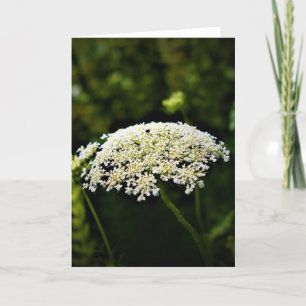 Queen Anne's Lace, tarjeta