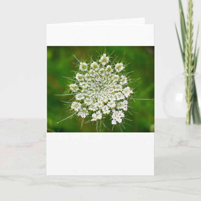 Queen Anne's Lace, tarjeta (Anverso)