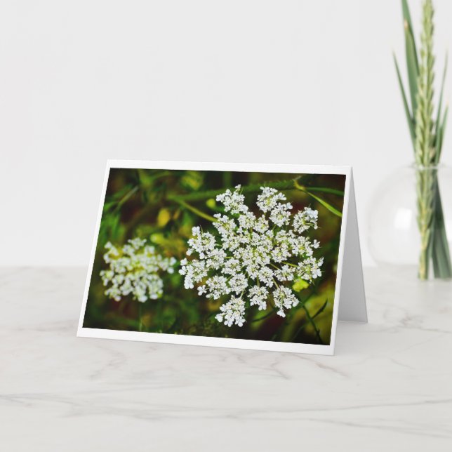 Queen Anne's Lace, tarjeta (Anverso)