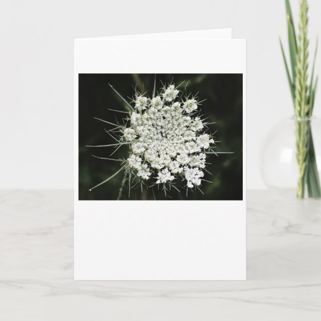 Queen Anne's Lace, tarjeta (Anverso)
