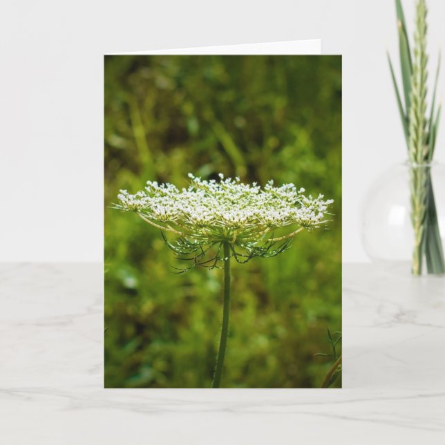 Queen Anne's Lace, tarjeta (Anverso)