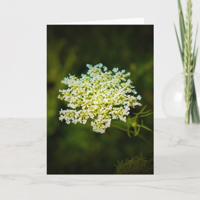 Queen Anne's Lace, tarjeta (Anverso)