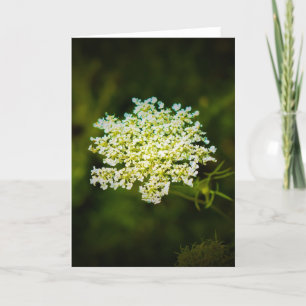 Queen Anne's Lace, tarjeta