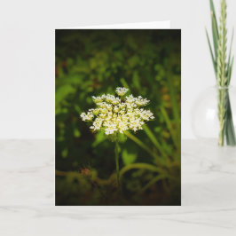 Queen Anne's Lace, tarjeta