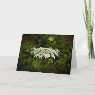 Queen Anne's Lace, tarjeta