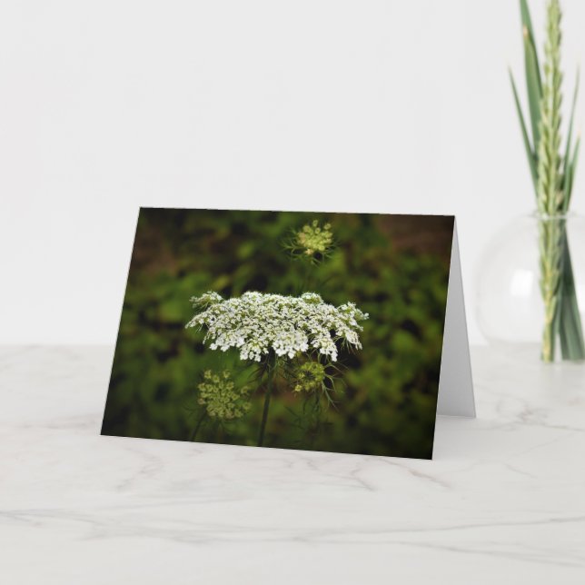 Queen Anne's Lace, tarjeta (Anverso)