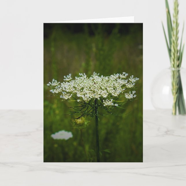 Queen Anne's Lace, tarjeta (Anverso)