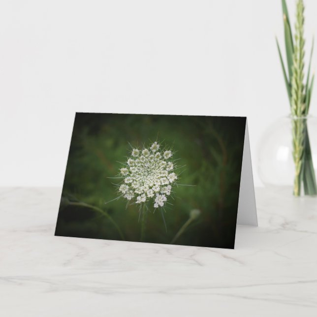 Queen Anne's Lace, tarjeta (Anverso)