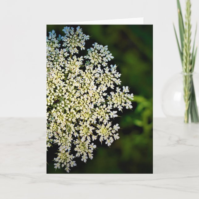 Queen Anne's Lace, tarjeta (Anverso)