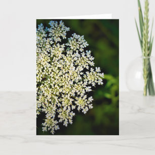 Queen Anne's Lace, tarjeta
