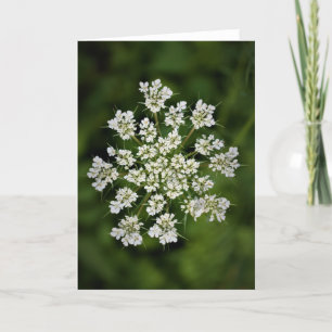 Queen Anne's Lace, tarjeta
