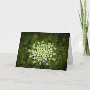 Queen Anne's Lace, tarjeta