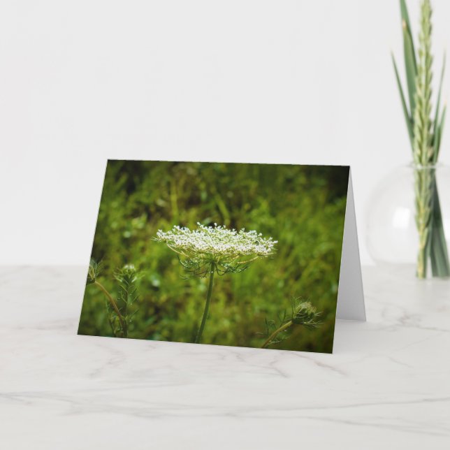 Queen Anne's Lace, tarjeta (Anverso)