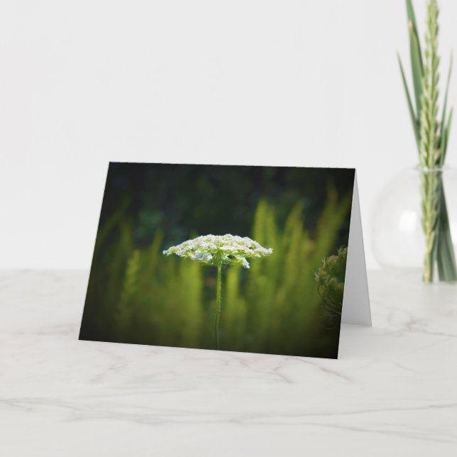 Queen Anne's Lace, tarjeta (Anverso)