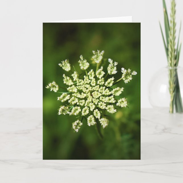 Queen Anne's Lace, tarjeta (Anverso)