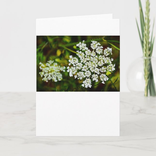 Queen Anne's Lace, tarjeta (Anverso)