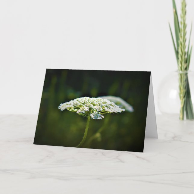 Queen Anne's Lace, tarjeta (Anverso)