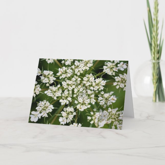 Queen Anne's Lace, tarjeta (Anverso)