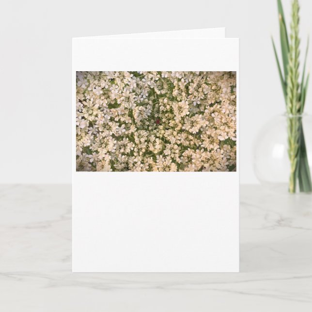 Queen Anne's Lace, tarjeta (Anverso)